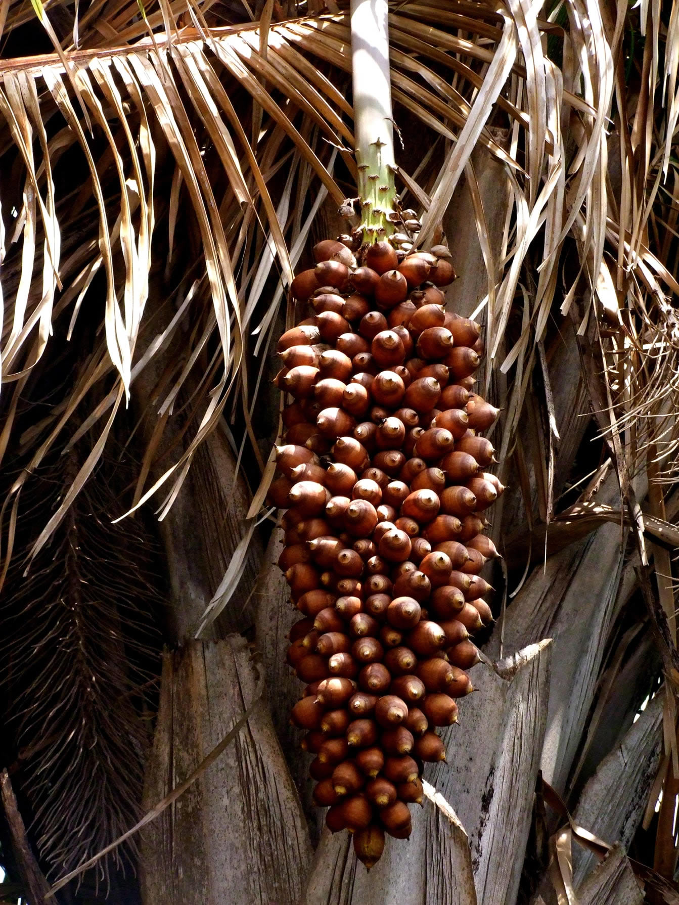 Artesanato Local e Produtos Regionais da Chapada das Mesas